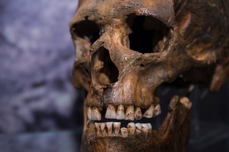 Skull of caveman